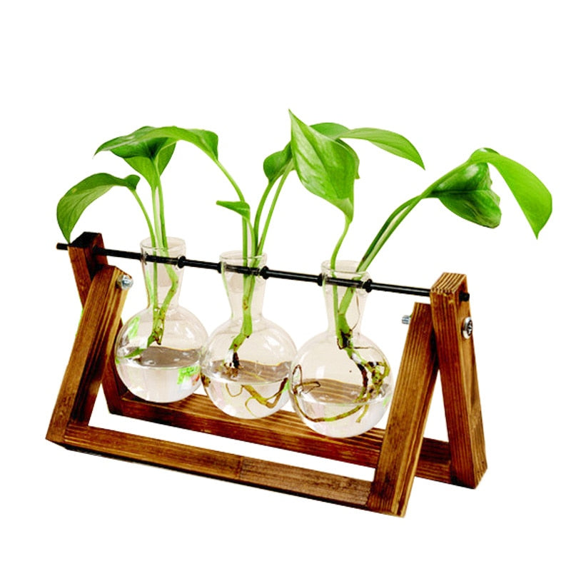 Terrarium Bouture – Support Bois & Verre